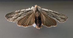 Lithophane subtilis by Colorado Plateau Museum of Arthropod Biodiversity. Used under a CC0 license.