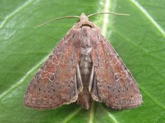 Parastichtis suspecta by 



This image is created by user Joop de Bakker at Waarneming.nl, a source of nature observations in the Netherlands.
. Used under a CC BY 3.0 license.