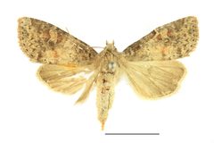 Parastichtis suspecta SLU by Vítězslav Maňák (SLU). Used under a CC BY-SA 4.0 license.