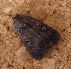 Suspected. Parastichtis suspecta - Flickr - gailhampshire by gailhampshire from Cradley, Malvern, U.K. Used under a CC BY 2.0 license.