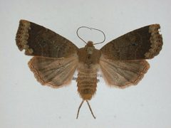 Sericaglaea signata2 by Canadian National Collection of Insects, Arachnids and Nematodes. Used under a CC BY-SA 3.0 license.