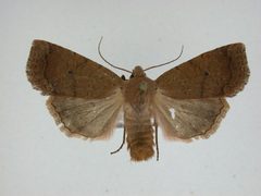 Sericaglaea signata3 by J.Gill, Canadian National Collection of Insects, Arachnids and Nematodes. Used under a CC BY-SA 3.0 license.
