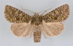 Viridiseptis marina male by Mustelin T, Crabo LG. Used under a CC BY 3.0 license.