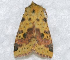 Xanthia tatago by CBG Photography Group, Centre for Biodiversity Genomics. Used under a CC0 license.