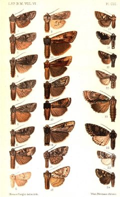 CATALOGUE-BM-PLATE CIII by Sir GEORGE F. HAMPSON, Bart.. Used under a Public domain license.