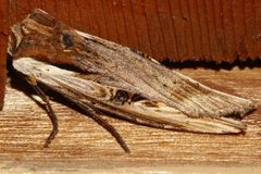 Xylena curvimacula 01 by CBG Photography Group, Centre for Biodiversity Genomics. Used under a CC0 license.