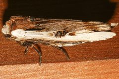 Xylena curvimacula 02 by CBG Photography Group, Centre for Biodiversity Genomics. Used under a CC0 license.