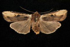 Xylena curvimacula 03 by CBG Photography Group, Centre for Biodiversity Genomics. Used under a CC0 license.