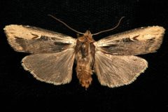 Xylena curvimacula 04 by CBG Photography Group, Centre for Biodiversity Genomics. Used under a CC0 license.