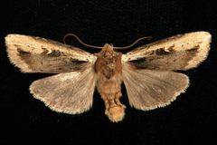 Xylena curvimacula 05 by CBG Photography Group, Centre for Biodiversity Genomics. Used under a CC0 license.