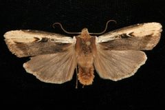 Xylena curvimacula 06 by CBG Photography Group, Centre for Biodiversity Genomics. Used under a CC0 license.