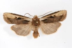 Xylena curvimacula 07 by CBG Photography Group, Centre for Biodiversity Genomics. Used under a CC0 license.
