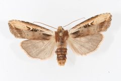 Xylena curvimacula 08 by CBG Photography Group, Centre for Biodiversity Genomics. Used under a CC0 license.
