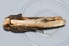 Xylena nupera 01 by CBG Photography Group, Centre for Biodiversity Genomics. Used under a CC0 license.