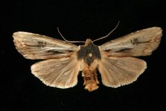 Xylena nupera 03 by CBG Photography Group, Centre for Biodiversity Genomics. Used under a CC0 license.
