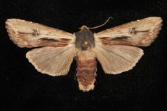 Xylena nupera 04 by CBG Photography Group, Centre for Biodiversity Genomics. Used under a CC0 license.