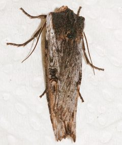 Xylena thoracica 02 by CBG Photography Group, Centre for Biodiversity Genomics. Used under a CC0 license.