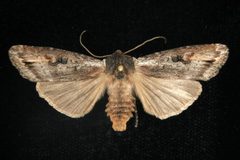Xylena thoracica 03 by CBG Photography Group, Centre for Biodiversity Genomics. Used under a CC0 license.