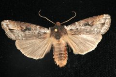 Xylena thoracica 04 by CBG Photography Group, Centre for Biodiversity Genomics. Used under a CC0 license.