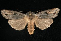 Xylena thoracica 05 by CBG Photography Group, Centre for Biodiversity Genomics. Used under a CC0 license.