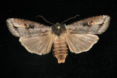 Xylena thoracica 06 by CBG Photography Group, Centre for Biodiversity Genomics. Used under a CC0 license.