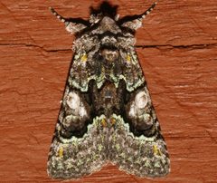 Behrensia conchiformis 02 by CBG Photography Group, Centre for Biodiversity Genomics. Used under a CC0 license.
