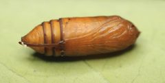 2020 01 11 Calophasia lunula Puppe by Slimguy. Used under a CC BY 4.0 license.