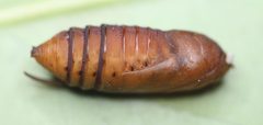 2020 01 11 Calophasia lunula Puppe2 by Slimguy. Used under a CC BY 4.0 license.