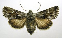Calophasia lunula by M. Virtala. Used under a Copyrighted free use license.