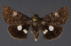 Copanarta sexpunctata by David Wikle, Canadian National Collection of Insects and Nematodes. Used under a CC BY 3.0 license.
