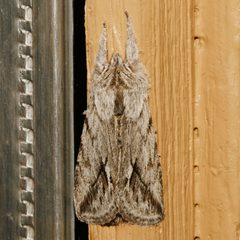 Pleromelloida cinerea 03 by Libby Avis, Centre for Biodiversity Genomics. Used under a CC0 license.