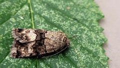 Sympistis albifasciata - inat 225367578 by {{{name}}}. Used under a CC BY 4.0 license.