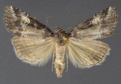 Sympistis apposita by David Wikle, Canadian National Collection of Insects and Nematodes. Used under a CC BY 3.0 license.