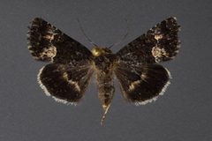 Sympistis aterrima by David L. Wagner, University of Connecticut. Used under a Copyrighted free use license.