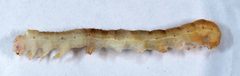 Sympistis atricollaris larva by David L. Wagner, University of Connecticut. Used under a Copyrighted free use license.