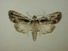 Sympistis badistriga by James Sullivan, Research Collection of J. B. Sullivan. Used under a Copyrighted free use license.