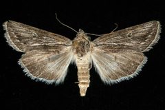 Sympistis cibalis 01 by CBG Photography Group, Centre for Biodiversity Genomics. Used under a CC0 license.