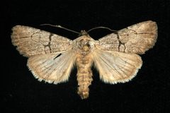 Sympistis greyi 01 by CBG Photography Group, Centre for Biodiversity Genomics. Used under a CC0 license.
