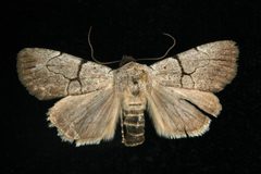 Sympistis greyi 02 by CBG Photography Group, Centre for Biodiversity Genomics. Used under a CC0 license.