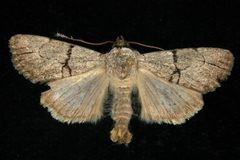 Sympistis greyi 03 by CBG Photography Group, Centre for Biodiversity Genomics. Used under a CC0 license.