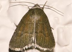 Sympistis stabilis by CBG Photography Group, Centre for Biodiversity Genomics. Used under a CC0 license.