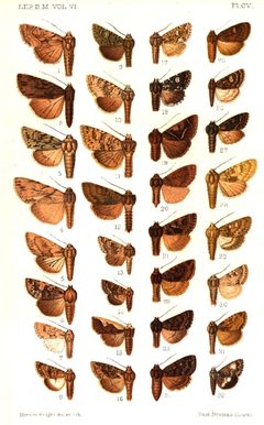 CATALOGUE-BM-PLATE CV by Sir GEORGE F. HAMPSON, Bart.. Used under a Public domain license.