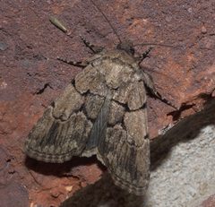 Sympistis P1200157b by 
xpda. Used under a CC BY-SA 4.0 license.