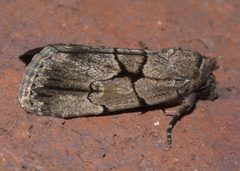Sympistis dinalda P1200035b by 
xpda. Used under a CC BY-SA 4.0 license.