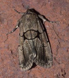 Sympistis dinalda P1200036b by 
xpda. Used under a CC BY-SA 4.0 license.