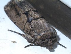 Sympistis dinalda P1400575a by 
xpda. Used under a CC BY-SA 4.0 license.