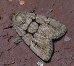 Sympistis dinalda P1410029a by 
xpda. Used under a CC BY-SA 4.0 license.