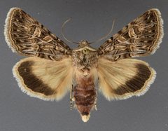 Sympistis duplex by David Wikle, Canadian National Collection of Insects and Nematodes. Used under a CC BY 3.0 license.