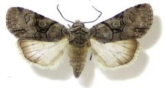 Sympistis forbesi female by Zacharczenko B, Wagner DL, Hatfield MJ. Used under a CC BY 3.0 license.