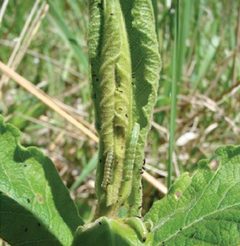 Sympistis forbesi larvae on new spring leaves by Zacharczenko B, Wagner DL, Hatfield MJ. Used under a CC BY 3.0 license.